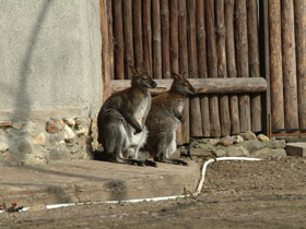 Смотреть фото Рыже-серый валлаби Фото Рыже-серый валлаби
