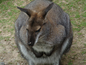 Смотреть фото Рыже-серый валлаби Фото Рыже-серый валлаби