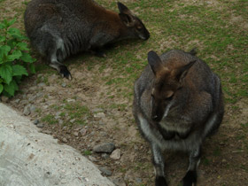 Смотреть фото Рыже-серый валлаби Фото Рыже-серый валлаби