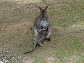 Смотреть фото Рыже-серый валлаби Фото Рыже-серый валлаби