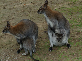 Смотреть фото Рыже-серый валлаби Фото Рыже-серый валлаби