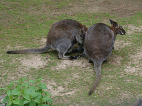 Смотреть фото Рыже-серый валлаби Фото Рыже-серый валлаби