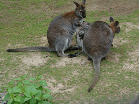 Смотреть фото Рыже-серый валлаби Фото Рыже-серый валлаби