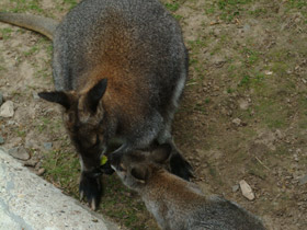 Смотреть фото Рыже-серый валлаби Фото Рыже-серый валлаби