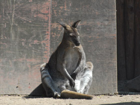 Смотреть фото Большой рыжий кенгуру Фото Большой рыжий кенгуру