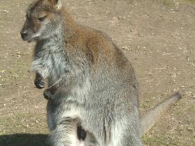 Смотреть фото Большой рыжий кенгуру Фото Большой рыжий кенгуру