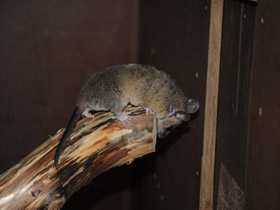 Смотреть фото Домовый оппосум Фото Домовый оппосум