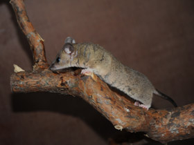 Смотреть фото Домовый оппосум Фото Домовый оппосум