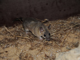 Смотреть фото Домовый оппосум Фото Домовый оппосум