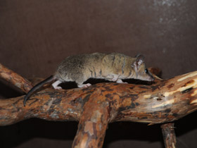 Смотреть фото Домовый оппосум Фото Домовый оппосум