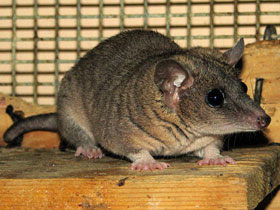 Смотреть фото Домовый оппосум Фото Домовый оппосум