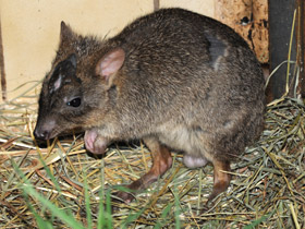 Смотреть фото Карликовый кенгуру Фото Карликовый кенгуру