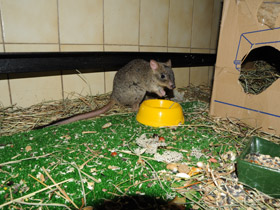 Смотреть фото Карликовый кенгуру Фото Карликовый кенгуру