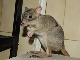 Смотреть фото Карликовый кенгуру Фото Карликовый кенгуру