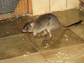 Смотреть фото Карликовый кенгуру Фото Карликовый кенгуру