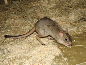 Смотреть фото Карликовый кенгуру Фото Карликовый кенгуру