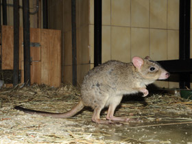 Смотреть фото Карликовый кенгуру Фото Карликовый кенгуру