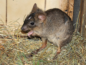 Смотреть фото Карликовый кенгуру Фото Карликовый кенгуру