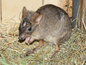 Смотреть фото Карликовый кенгуру Фото Карликовый кенгуру