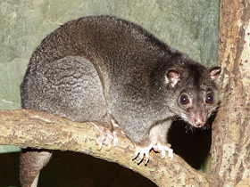 Смотреть фото Одноцветный опоссум Фото Одноцветный опоссум