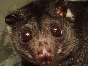 Смотреть фото Одноцветный опоссум Фото Одноцветный опоссум