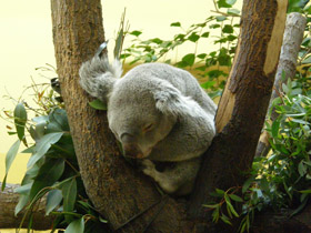Смотреть фото Коала Фото Коала