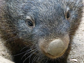 Смотреть фото Обыкновенный вомбат Фото Обыкновенный вомбат