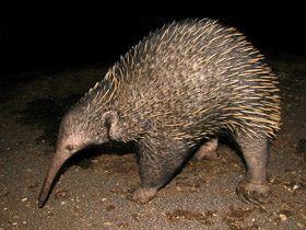 Смотреть фото Ехидна и проехидна: осколки ископаемой фауны Фото Ехидна и проехидна: осколки ископаемой фауны