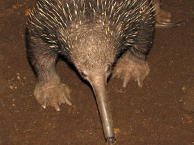 Смотреть фото Ехидна и проехидна: осколки ископаемой фауны Фото Ехидна и проехидна: осколки ископаемой фауны