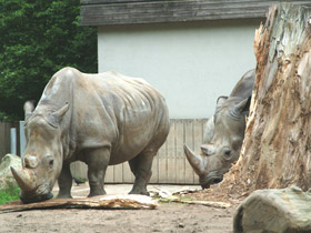 Смотреть фото Белый носорог Фото Белый носорог