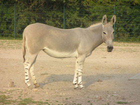 Смотреть фото Сомалийский осёл Фото Сомалийский осёл