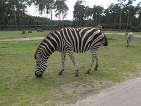 Смотреть фото Бурчеллова зебра Фото Бурчеллова зебра