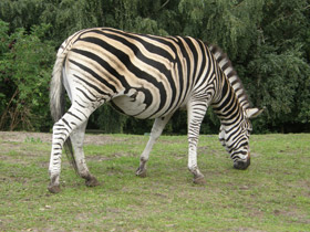 Смотреть фото Бурчеллова зебра Фото Бурчеллова зебра