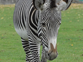 Зебра Греви Зебра Греви