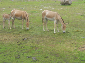 Смотреть фото Кулан Фото Кулан