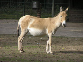 Смотреть фото Кулан Фото Кулан