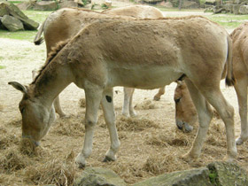 Смотреть фото Кулан Фото Кулан