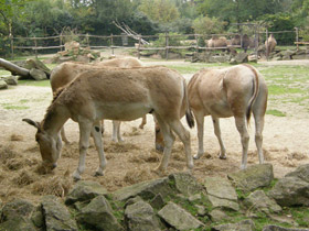 Смотреть фото Кулан Фото Кулан