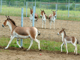 Смотреть фото Кианг Фото Кианг
