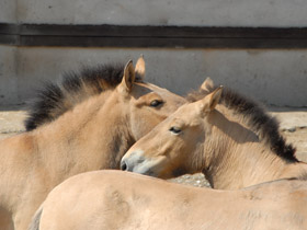 Смотреть фото Лошадь Пржевальского Фото Лошадь Пржевальского