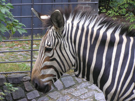 Смотреть фото Горная зебра Хартмана Фото Горная зебра Хартмана