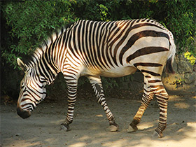 Смотреть фото Горная зебра Хартмана Фото Горная зебра Хартмана