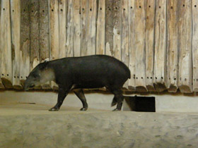 Смотреть фото Тапир Бэрда Фото Тапир Бэрда