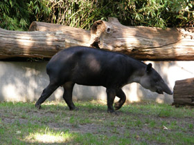 Смотреть фото Тапир Бэрда Фото Тапир Бэрда