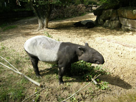 Смотреть фото Чепрачный тапир Фото Чепрачный тапир