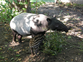 Смотреть фото Чепрачный тапир Фото Чепрачный тапир