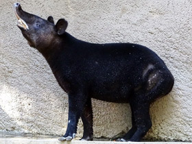 Смотреть фото Горный тапир Фото Горный тапир