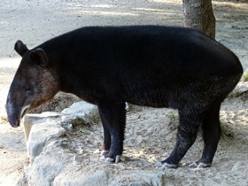 Смотреть фото Горный тапир Фото Горный тапир