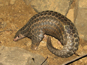 Смотреть фото Панголин: робкий ящер Фото Панголин: робкий ящер