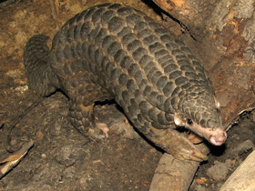 Смотреть фото Панголин: робкий ящер Фото Панголин: робкий ящер